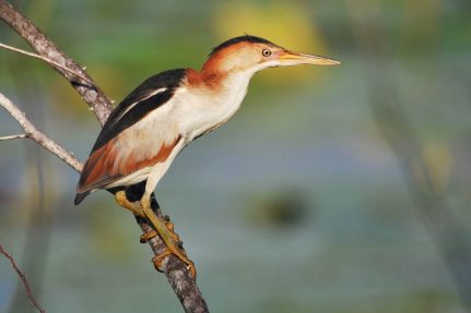 A least bittern sits on a branch. This least bittern does not have clear vertical stripes on its side or underbelly.