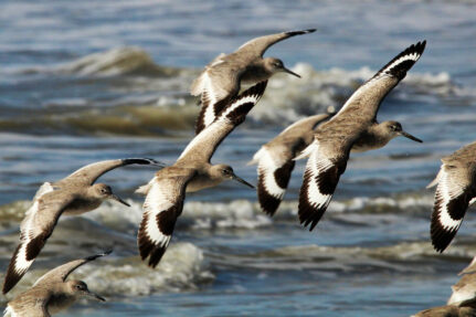 Several willets fly over the water.