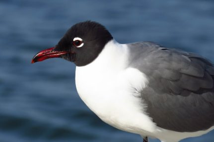 A closeup of a laughing gull's profile in the breeding season, showing its dark red bill, red eye, and black head.