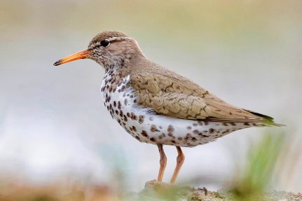 Spotted sandpiper sits on the beach.