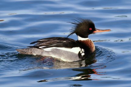 Red-breasted merganser moves slowly through a body of water.