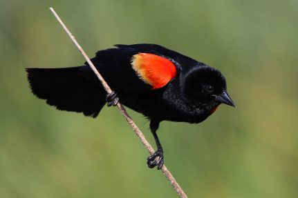 Red-winged blackbird clings to a thin branch.