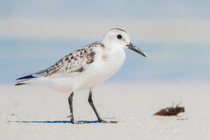 A sanderling standing on a sandy beach in the winter.