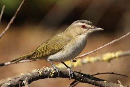 The red-eyed vireo is perched on a tree branch.