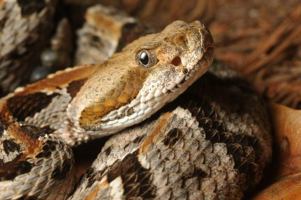 Close up of rattlesnake showing its white, tan, and brown body and black eyes.