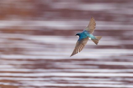 A tree swallow flies slow over water.