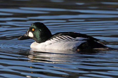 A male goldeneye swims in a body of water. Its eyes are yellow and water droplets dot its back.