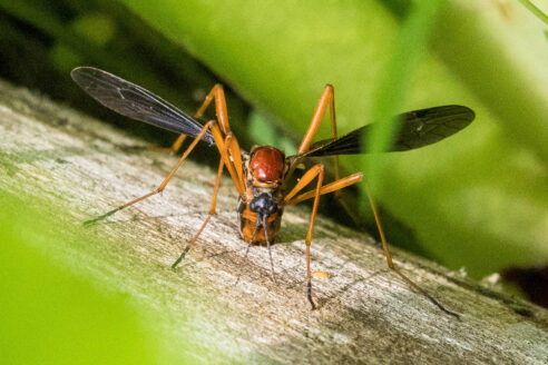 Crane fly rests on a branch.