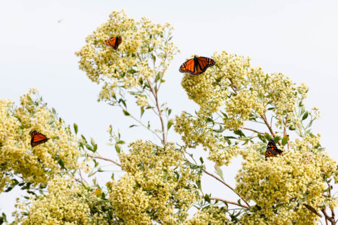 The eastern baccharis blooms cream-colored flowers is visited by monarch butterflies.