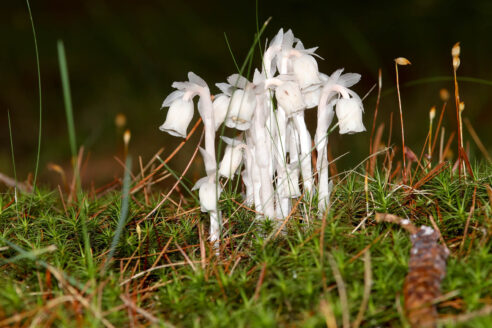 A completely white ghost pipe plant grows from a green forest floor.