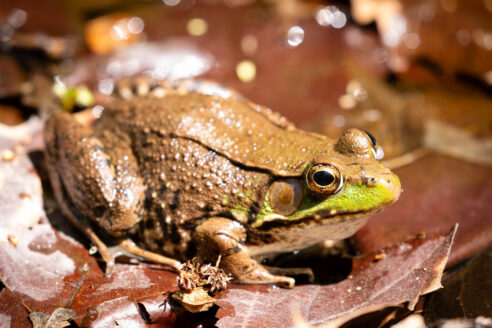 A green frog visits a vernal pool at Susquehanna State Park in Harford County, Md.