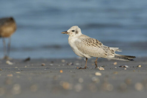 Tern on a sandy beach.