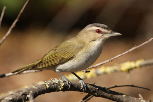 The red-eyed vireo is perched on a tree branch.