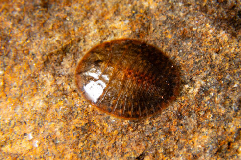 A juvenile water-penny beetle clings to a rock pulled from Seneca Creek in Pendleton County, W.Va.