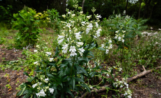 A clump of foxglove beardtongue blooms in a park, its flower stalks rising above the foliage, producing clusters of white, tubular flowers.