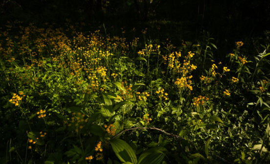 Clusters of golden ragwort cover woodland floor.