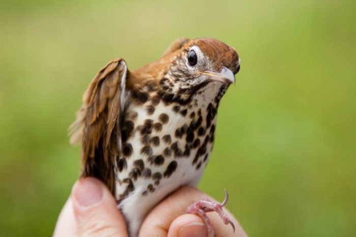 A wood trush sits on a persons hand.