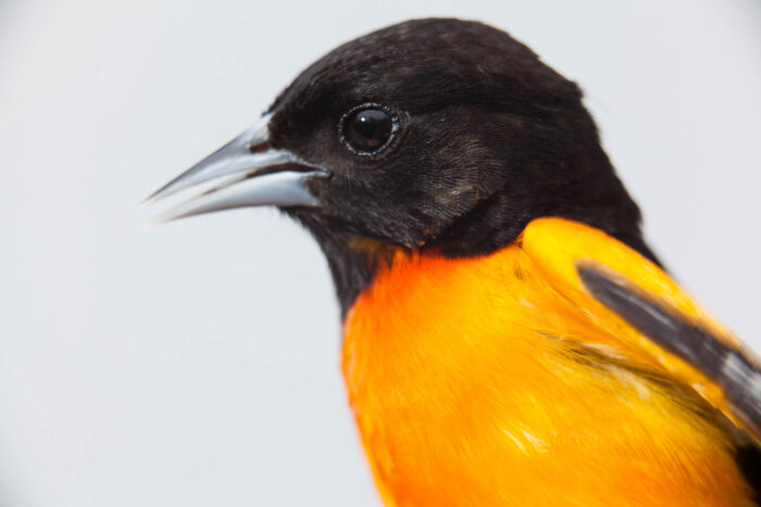 A close-up view of a male Baltimore oriole shows its black head and bright orange breast and shoulders.