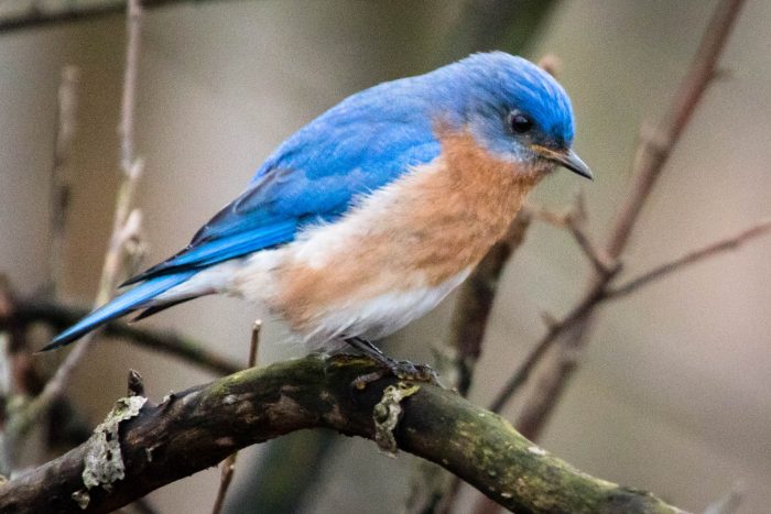 A male eastern bluebird perches on a tree branch, showing its bright blue head and back, rusty red throat and breast, and bright white belly.