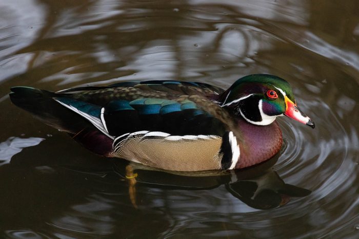 Wood duck sits in the water.