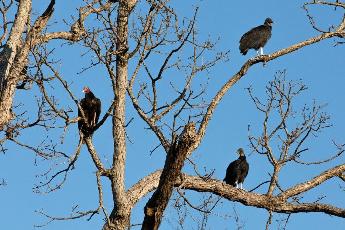 Three turkey vultures sit in a tree.