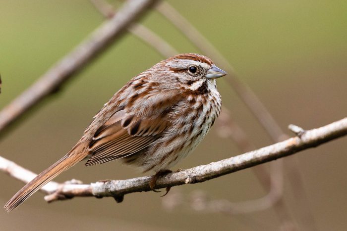 Song sparrow clings to a tree branch.