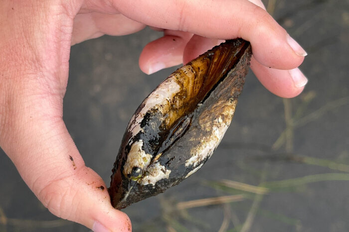 Hand holds an alewife floater that's dark with cream-colored spots.