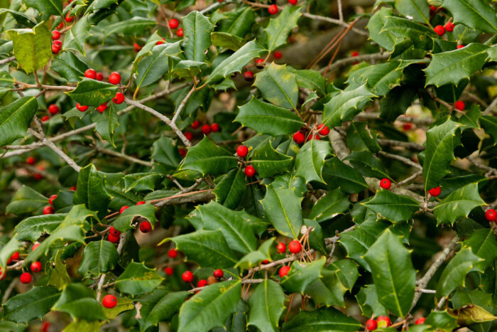 A closeup view of the bright red berries and green, spine-tipped leaves of an American holly.