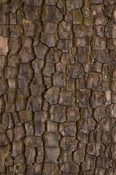 A closeup of the bark of an American persimmon.