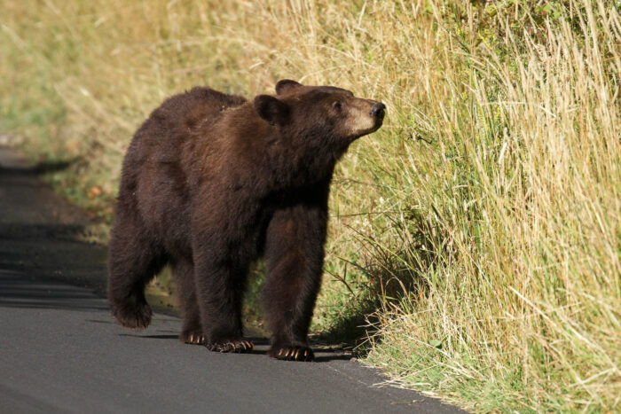 An American black bear pauses his walk to smell vegetation growing along the roadside.