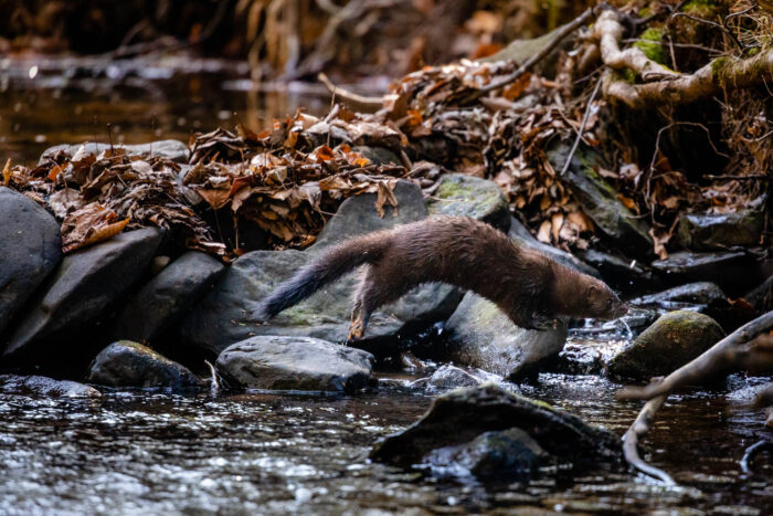 An American mink leaps from rock to rock across a shallow stream, its long body outstretched as it crosses the water.