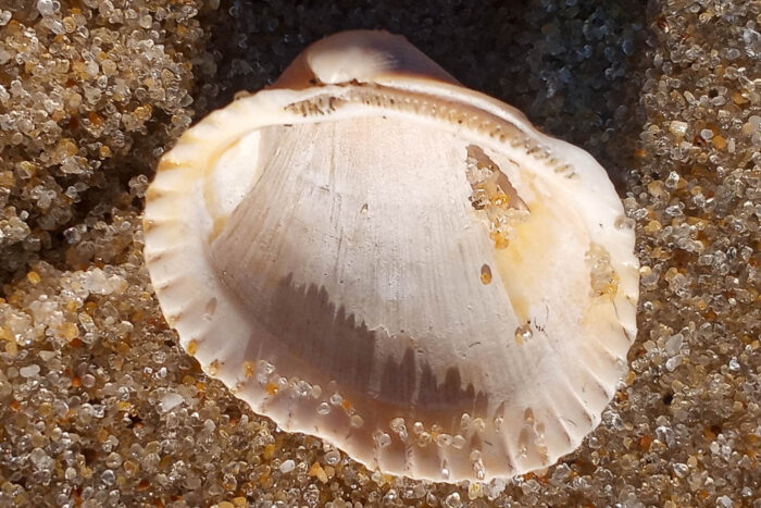 A white and slightly pink blood ark shell rests on top of the sand.