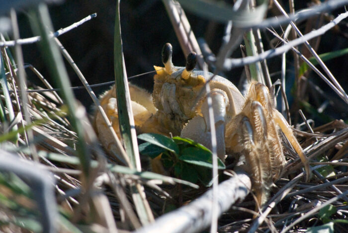 A ghost crab rests among vegetation, looking attentive with its black, club-shaped eyestalks sticking up into the air.