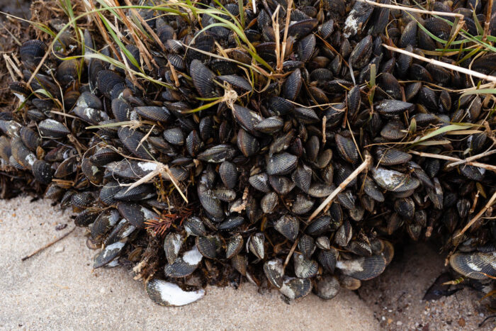 A clump of Atlantic ribbed mussels is attached to marsh grass on a beach.