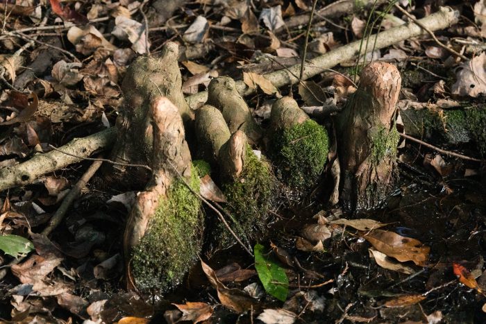 The knees of a bald cypress protrude from a patch of damp soil.