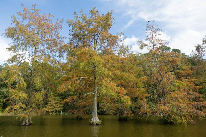 Bald cypress trees with feathery, needle-like leaves grow in a river.