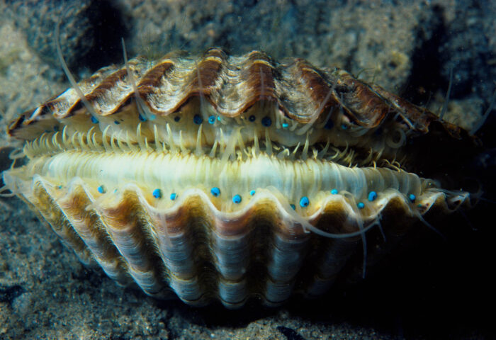 Underwater scallops with a top and bottom row of blue eyes with a black pupil.