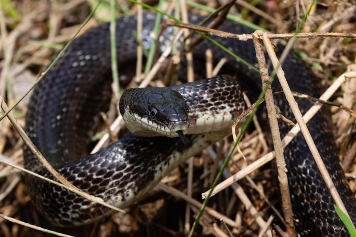 A black rat snake moves through dried plant stems and vines.