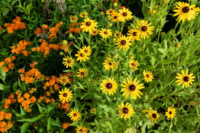 Bright yellow black-eyed Susans grow next to orange butterflyweed.