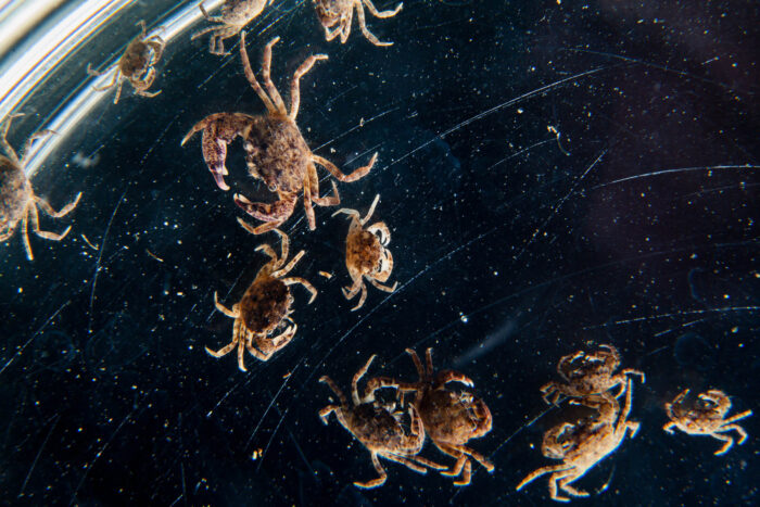 Several black-fingered mud crabs in a dish. They are a reddish-brown color.