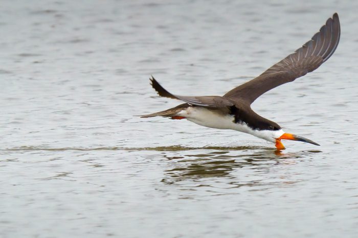 Black skimmer dips its lower bill into the water to catch a fish.