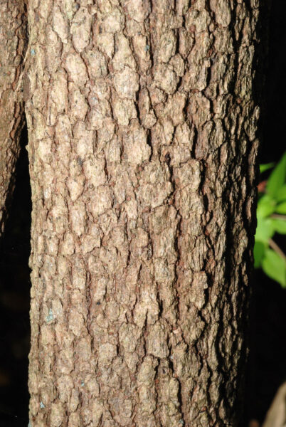 A closeup of the bark of a blackhaw viburnum, which is being grown as a small tree.