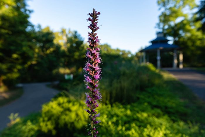 The feathery purple flowers of a blazing star grow on a long stalk that stands straight up in a lush, green garden.