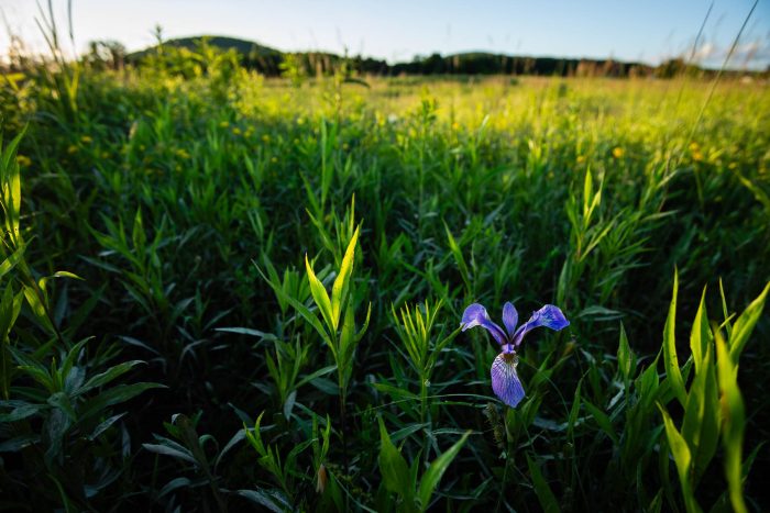 A single blue flag iris blooms in a wetland.