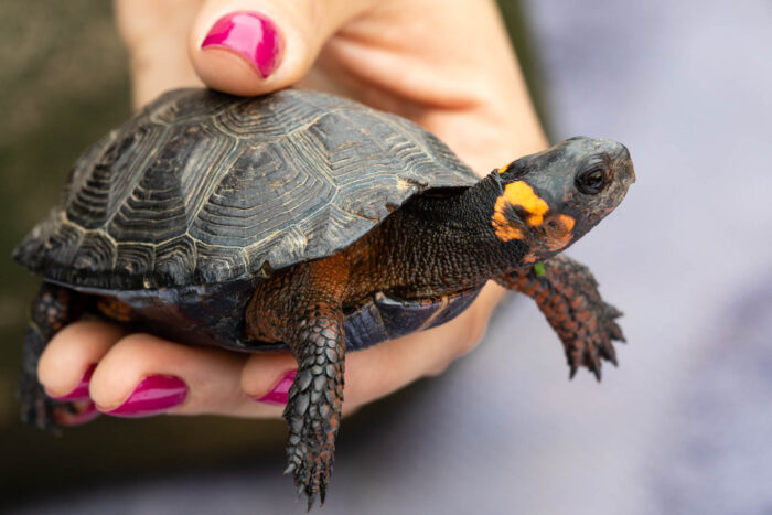 A bog turtle held with the thumb and pointer finger of a human.