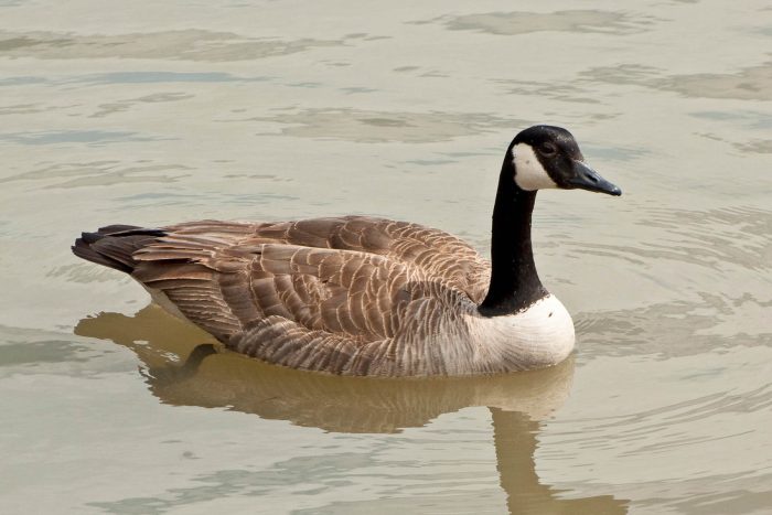 A Canada goose swims in a body of gray green water, its long black neck held upright and its black feet visible just under the water's surface.