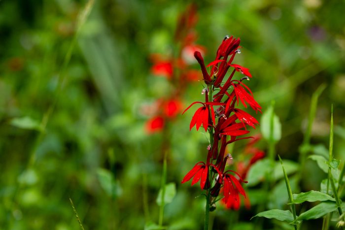 A closeup of red, tubular cardinal flower blossoms.