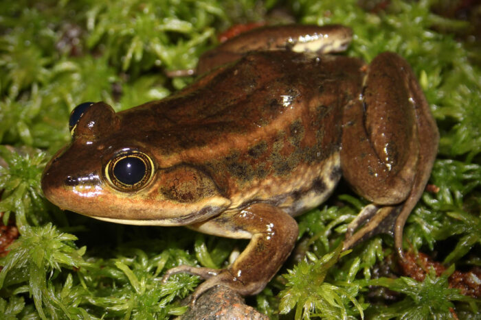 A close up of a brown carpenter frog.