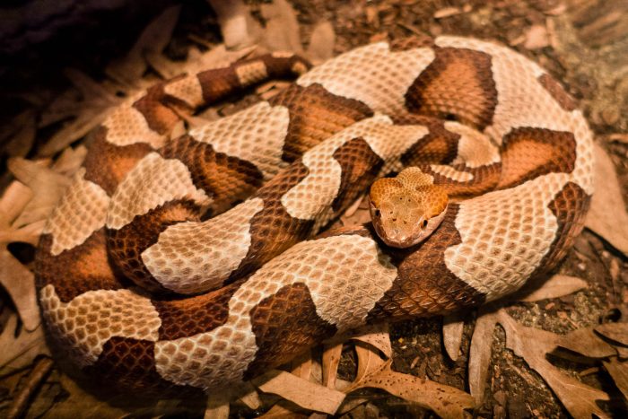 A copperhead, coiled, on a dirt surface with dried leaves.