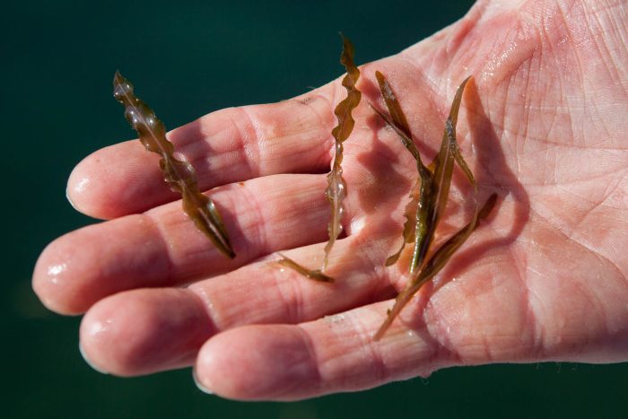 A hand holds four reddish-brown curly pondweed leaves, no larger than the hand's palm.